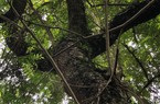 Chiêm ngưỡng rừng cây gỗ sưa cổ thụ được ví như "kho báu lộ thiên" giữa lòng Hà Nội
