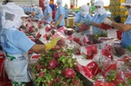 Nông sản Việt Nam liên tục bị kiểm tra gắt gao khi vào thị trường EU, vì sao?