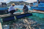 Nuôi cá bớp nông dân Lý Sơn đổi đời, vay 2 tỷ đầu tư, bán cá lãi hơn 1 tỷ