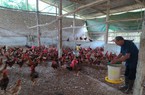 Nuôi gà núi Hương Sơn ở Bắc Giang, giá bán gà ta cao chưa từng thấy, nông dân trúng đậm