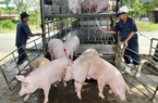 Nông dân lại "sốt ruột" về giá lợn hơi trước dự báo "nóng" về thị trường tiêu thụ thịt
