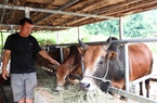 Nông dân Sơn La nuôi bò cỏ bản địa, thu hàng trăm triệu/năm