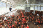 Nuôi gà thời tăng giá, cứ bán 1kg gà đồi, nông dân Lào Cai lãi 25.000 - 30.000 đồng/kg