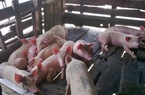 Vì sao giá lợn hơi đồng loạt tăng mạnh, tiến sát mốc 70.000 đồng/kg?
