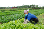 Rau VietGAP thay đổi hoàn toàn cuộc sống của nông dân Phú Xuyên