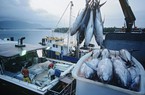 Xuất khẩu cá ngừ lao dốc tại EU, nhưng tăng vọt ở thị trường đắt đỏ này
