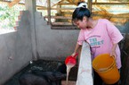 Heo đặc sản ở vùng này của Lâm Đồng là giống heo gì mà con lớn nhất chỉ 30kg, bán đắt vẫn nhiều người mua?