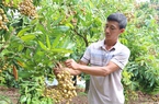 Lão nông Tú Nang: Thu tiền tỷ từ việc cải tạo vườn tạp
