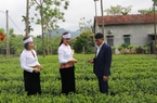 Tín dụng chính sách từ Ngân hàng CSXH giúp nông dân nghèo ở Ba Vì trồng chè, nuôi bò sữa, vươn lên khá giàu