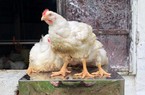 Giá gia cầm hôm nay 15/8: Giá gà lông trắng giảm thêm 1.000 đồng/kg, vịt đặc sản bán giá cao