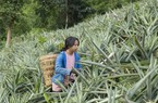 Điện Biên: Người dân Mường Nhà thoát nghèo nhờ trồng cây dứa 10 quả như 10