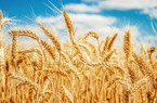 Giá lúa mì tăng cao khiến giá bánh mì tăng chóng mặt, Nigeria muốn nhập khẩu lúa mì biến đổi gen 