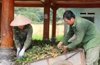 Nhãn Hương Chi Hòa Bình bay sang Châu Âu
