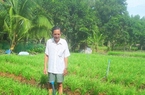 Trồng thứ rau gia vị thoạt nhìn cứ ngỡ hành lá, ai ngờ hái đến đâu thương lái tranh nhau mua