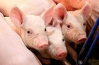 Giá lợn hơi ngày 20/8, mức tăng cao nhất 3.000 đồng/kg, dự báo "nóng" về thị trường