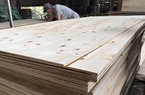 Mỹ áp thuế chống bán phá giá, doanh nghiệp xuất khẩu gỗ hoang mang