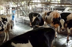 TP.HCM thiếu chính sách cụ thể để phát triển HTX bò sữa