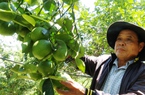 Quảng Nam: Liều phá cây keo, trồng 400 cây gì mà một ông nông dân kiếm bộn tiền hơn?
