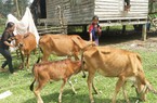 Tín dụng chính sách xã hội 20 năm sát cánh cùng hộ nghèo ở huyện Bố Trạch của tỉnh Quảng Bình