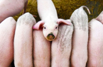 Giá lợn hơi ngày 24/8: Đà tăng ngắn hạn