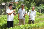 Trồng rừng lấy gỗ xẻ, ươm cây giống, nuôi ong, nuôi lợn rừng, nông dân xã này ở Thái Nguyên khá giả