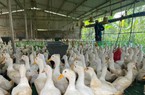 Giá gia cầm hôm nay 26/8: Giá vịt miền Nam có xu hướng giảm thêm, gà công nghiệp tiêu thụ thuận lợi