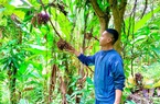 Vườn "trồng lung tung" đủ thứ cây rừng, ai ngờ chàng cử nhân bỏ phố về  An Giang bán thứ gì cũng đắt hàng
