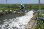 Nguồn nước thay đổi đột ngột, cá nuôi ở một xã của TT-Huế lại chết