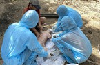 Phú Yên: Xử lý sự cố tiêm vaccine dịch tả lợn châu Phi