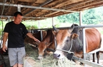 Nông dân huyện Mai Sơn của Sơn La tạo dựng cơ nghiệp từ vốn vay tín dụng chính sách