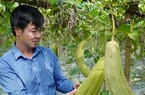 Trồng mướp không lấy quả mà lấy xơ, làm đồ gia dụng xuất khẩu, thu về hàng ngàn USD