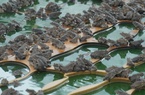 Bắc Ninh: Trên nuôi ếch, dưới nuôi cá trê ta, rô đồng, thu lời 1 tỷ đồng/năm