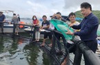 Khánh Hòa: Nuôi thủy sản bằng một loại lồng đặc biệt, cá phát triển nhanh, ít dịch bệnh