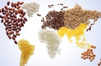 Chỉ số giá lương thực thế giới giảm