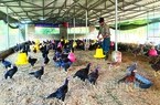 Giá gia cầm tăng liên tục, nuôi 1.000 con gà, nông dân Ninh Bình lãi 30 triệu đồng