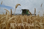 Nga có thể không đạt mục tiêu 130 triệu tấn ngũ cốc thu hoạch năm 2022