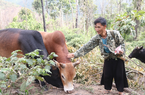 Sơn La: Hộ nghèo Sốp Cộp nhanh khấm khá nhờ vay vốn Ngân hàng Chính sách xã hội đầu tư nuôi trâu bò 
