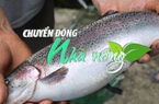 Chuyển động Nhà nông 8/8: Giá cá hồi Sa Pa cao kỷ lục