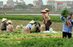 Bắc Ninh ra Nghị quyết hỗ trợ phát triển nông nghiệp, mức cao nhất lên tới 2,5 tỷ đồng