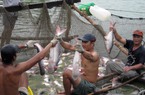 Lợi nhuận người nuôi cá tra "mỏng dính", nông dân ĐBSCL dễ rơi vào thua lỗ khi giá cá tăng mạnh, vì sao vậy?