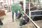 Về xã này của Thái Nguyên, hễ nhà nào nuôi thứ bò ví như "cỗ máy sản xuất thịt" thì đều khá giả lên