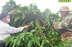 Một giống cà phê bản địa của một xã của Đắk Nông vừa được đặc cách lưu hành