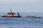 Sự kiện bi thảm: Tàu cá lật úp vì va chạm với 'cá voi', nhiều người thiệt mạng