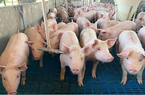 Giá lợn hơi cao nhất lại tiếp tục tụt xuống, chỉ còn 67.000 đồng/kg