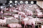 Trung Quốc tiếp tục mở kho dự trữ để bình ổn giá thịt lợn, giá lợn hơi trong nước giảm "sốc" tiếp