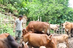 Lão nông người Mường có cuộc sống ấm no từ chăn nuôi bò