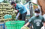 Nhiều đơn vị mạo danh mã số vùng trồng xuất khẩu sầu riêng sang Trung Quốc