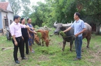 103.000 hộ nghèo ở Hà Tĩnh đang sử dụng hiệu quả các chương trình tín dụng chính sách của Chính phủ