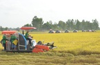 Gạo có thể là loại lương thực sắp bị cuốn vào cơn sốt 