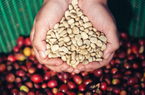 Giá cà phê tiếp tục chịu áp lực giảm mạnh trong ngắn hạn